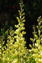 Yellow False Indigo Baptisia (Fabaceae) Royalty Free Stock Photo