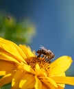 Yellow false sunflower blossom with a bee on blurred green blue background