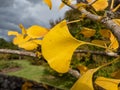 Yellow fan-shaped leaves with veins radiating out into the leaf blade of ginkgo (ginkgo biloba) in autumn Royalty Free Stock Photo