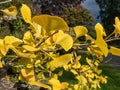 Yellow fan-shaped leaves with veins radiating out into the leaf blade of ginkgo (ginkgo biloba) in autumn