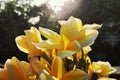 Yellow Fangipani Flowers