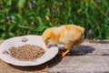 Yellow farm baby chick, little hen, chicken eats healthy food from a plate 2