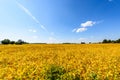 Yellow farm field at fall under blue sky