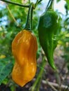 Yellow fatalii chili pepper Royalty Free Stock Photo