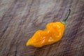Yellow fatalii chili pepper