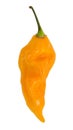 Yellow Fatalii hot pepper Royalty Free Stock Photo