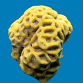 Yellow Favites coral isiolated on a background of blue water Royalty Free Stock Photo