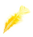 Yellow feather Royalty Free Stock Photo