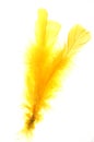 Yellow feather Royalty Free Stock Photo