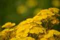 Yellow Feather Flowers, Verticordia chrysantha Royalty Free Stock Photo