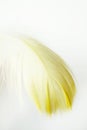 Yellow feather macro Royalty Free Stock Photo