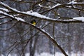 A yellow feathered tomtit on a tree