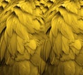 Yellow Feathers Royalty Free Stock Photo