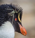 Yellow feathers and bright red eye of the Rockhopper penguin in Falkland Islands Royalty Free Stock Photo