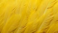 Yellow feathers texture background high resolution digital art of detailed big bird feathers