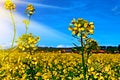 Yellow feild of flowering rapeseed canola or colza Brassica Napus, plant for green rapeseed energy, oil industry bio fuel Royalty Free Stock Photo