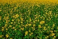 Yellow feild of flowering rapeseed canola or colza Brassica Napus, plant for green rapeseed energy, oil industry