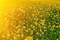 Yellow feild of flowering rapeseed canola or colza Brassica Napus, plant for green rapeseed energy, oil industry and bio fuel Royalty Free Stock Photo
