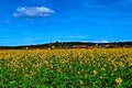 Yellow feild of flowering rapeseed canola or colza Brassica Napus, plant for green rapeseed energy, oil industry and bio fuel