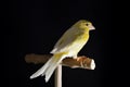 Graceful Splendor: Yellow Female Canary Perched on Wooden Stand Royalty Free Stock Photo