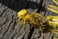 A yellow female crab spider Misumena vatia caught a bee Anthophila that flew to pollinate a dandelion, on a wooden texture. Royalty Free Stock Photo