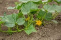 Yellow female flower of cucumber in field plant