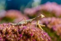 Yellow female praying mantis hunts colorful flower Royalty Free Stock Photo