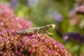 Yellow female praying mantis hunts colorful flower Royalty Free Stock Photo