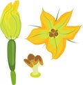 Yellow female zucchini flower Royalty Free Stock Photo