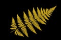 Yellow fern leaf on a black background, isolate. dry leaf of the plant, ornament Royalty Free Stock Photo