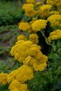 Yellow Fernleaf Yarrow in flower Royalty Free Stock Photo