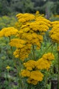 Yellow Fernleaf Yarrow in flower Royalty Free Stock Photo