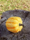 Yellow Festival squash on a weathered tree stump