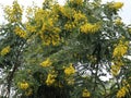 Yellow, Festive Color Flower Blooms