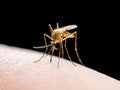 Yellow Fever, Malaria or Zika Virus Infected Mosquito Insect Bite Isolated on Black Royalty Free Stock Photo