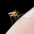 Yellow Fever, Malaria or Zika Virus Infected Mosquito Insect Bite Isolated on Black Royalty Free Stock Photo