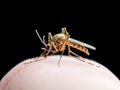 Yellow Fever, Malaria or Zika Virus Infected Mosquito Insect Bite Isolated on Black