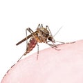 Yellow Fever, Malaria or Zika Virus Infected Mosquito Insect Bite Isolated on White Royalty Free Stock Photo