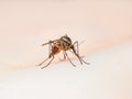 Yellow Fever, Malaria or Zika Virus Infected Mosquito Insect Bite Macro