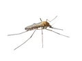 Yellow Fever, Malaria or Zika Virus Infected Mosquito Insect Isolated on White Royalty Free Stock Photo