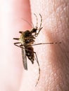 Yellow Fever, Malaria or Zika Virus Infected Mosquito Insect Macro Royalty Free Stock Photo