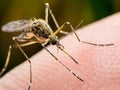 Yellow Fever, Malaria or Zika Virus Infected Mosquito Insect Macro Royalty Free Stock Photo