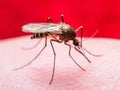 Yellow Fever, Malaria or Zika Virus Infected Mosquito Insect Macro on Red Background