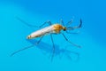 Yellow Fever, Malaria or Zika Virus Infected Mosquito Insect Macro on Water Royalty Free Stock Photo