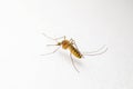 Yellow Fever, Malaria or Zika Virus Infected Mosquito Insect on White Wall