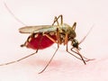 Yellow Fever, Malaria or Zika Virus Infected Mosquito Insect Royalty Free Stock Photo