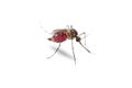 Yellow fever mosquito Aedes aegypti