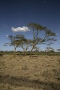 Yellow fever tree, Acacia xanthophloea,