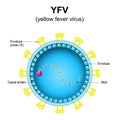 Yellow fever virus structure. Close-up of a Virion anatomy