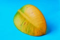 Yellow ficus leaf on a blue background